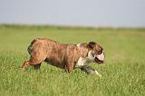 BULLDOG ANGLAIS 186